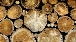 China is the biggest recipient of Mozambique timber