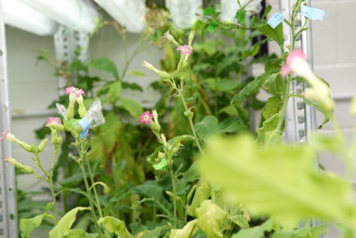 New research has found that tobacco plants can be genetically modified to produce antibodies against the rabies virus. (Source - Gizmag.com)