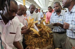 Zimbabwean auctioneers selling tobacco