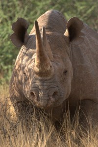 black-rhino-2
