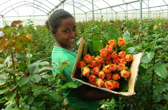 Revenues from flower exports have grown from $27.9 million dollars in 2002-03 to $178.3 million dollars in 2010-11. Photo Chellelek Files