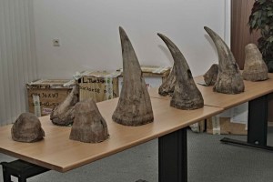 Rhino horns seized from smugglers by the Czech Customs Authority