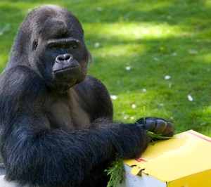 Gorilla-weekinbrief-big