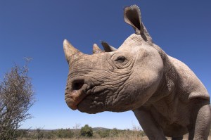 Desert black rhinoceros, South Africa [Picture credit: africagreenmedia.co.za