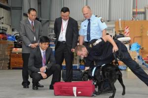 Detector Dog Rajax demonstrates his cash-sniffing abilities during training at a NZ Customs facility