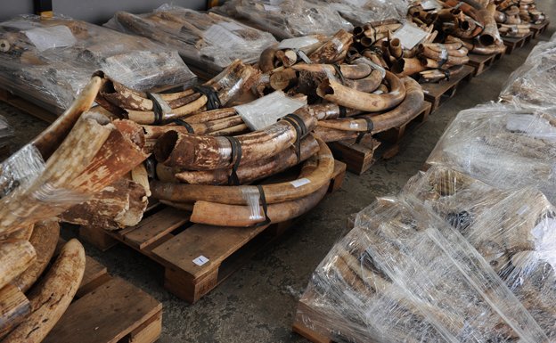 Campaigners say rising demand in Asia is fuelling the poaching of elephants in Africa and the smuggling of ivory