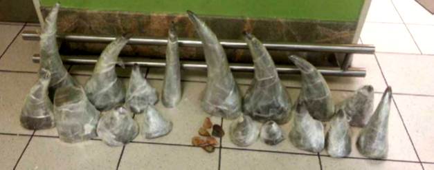 Biggest bust of Rhino Horn at a South African airport