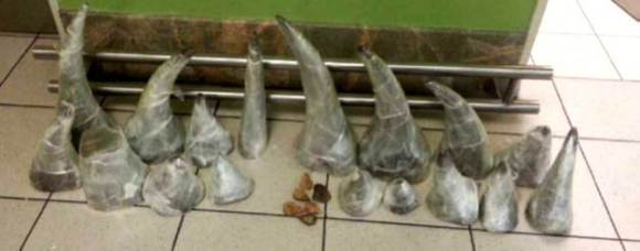 Biggest bust of Rhino Horn at a South African airport