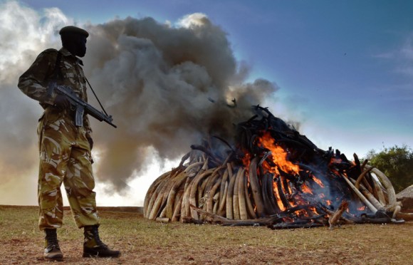 A Kenya Wildlife Services officer stands near a burning pile of 15 tonnes of elephant ivory seized in Kenya at Nairobi National Park [Picture - Carl de Souza - AFP]