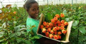 Kenya Cut Flower Exports
