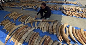 Vietnam Custom ivory seizure