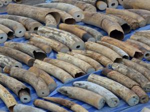 Vietnam Ivory Seizure