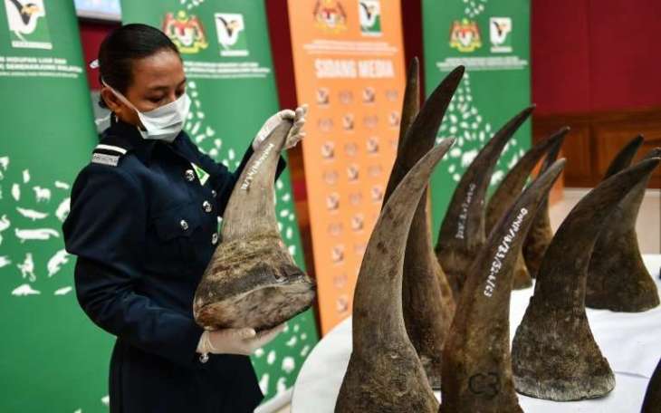 Malaysia Rhino Horn Bust